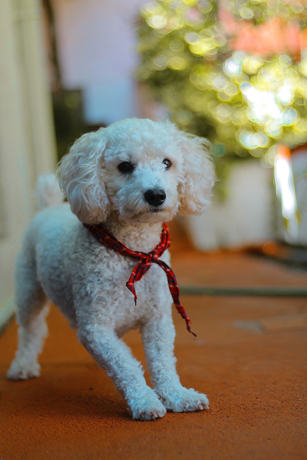 Male and Female Lardouge Rams